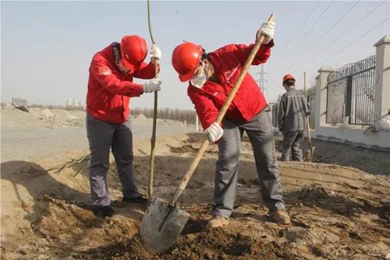 托克逊能化植树绿化现。ɡ钐煜 摄）